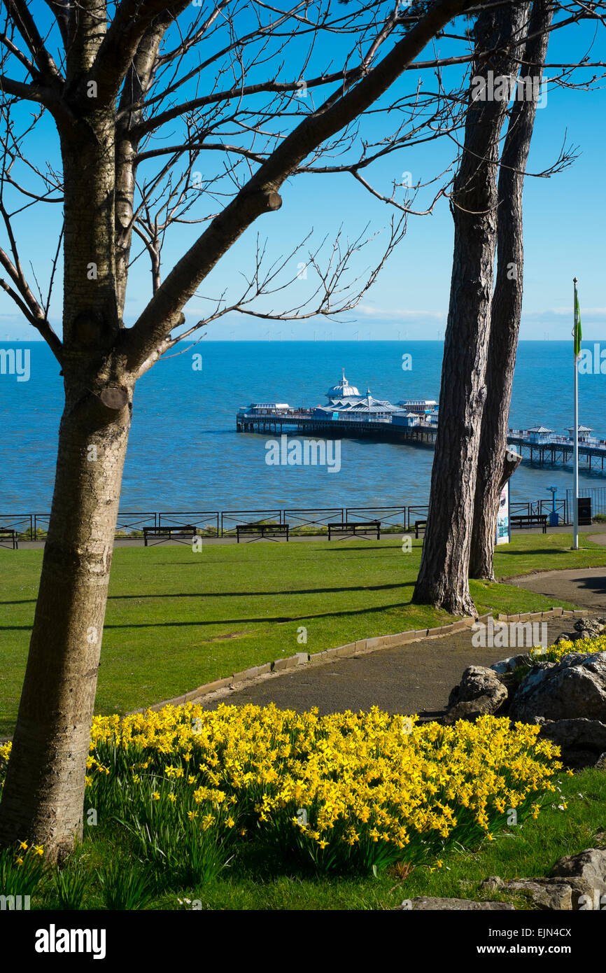 I narcisi in fiore nel Happy Valley Park, con Llandudno Pier, Wales, Regno Unito Foto Stock