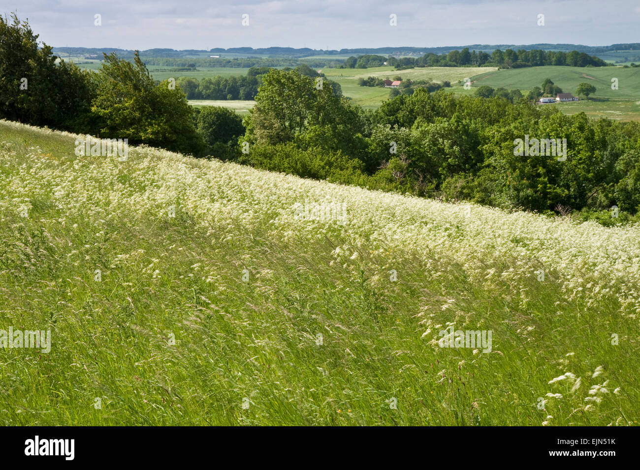 Paesaggio con erba su una collina in primo piano Foto Stock
