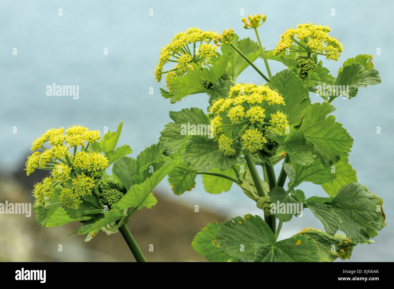 Smyrnium olusatrum L, nome comune Alexanders, coltivate piante da fiore, crescente sulla costa della Cornovaglia, Inghilterra, Regno Unito. Foto Stock