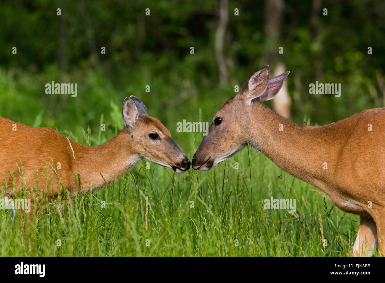 White-tailed deer Foto Stock