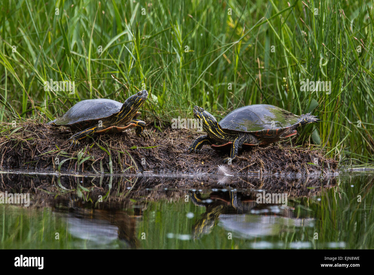 Due tartarughe verniciato Foto Stock