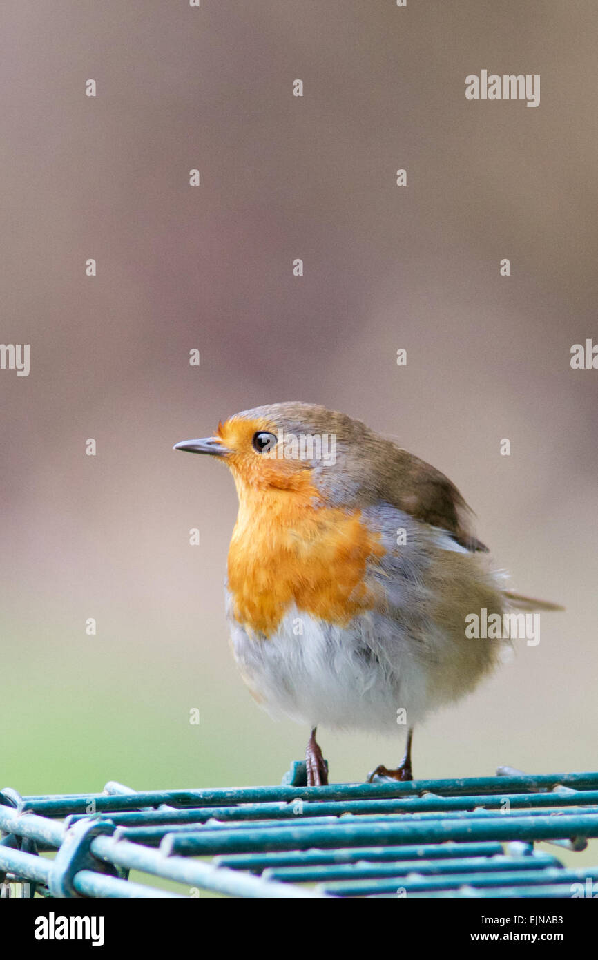 Un Robin appollaiato in un bosco di impostazione. Foto Stock