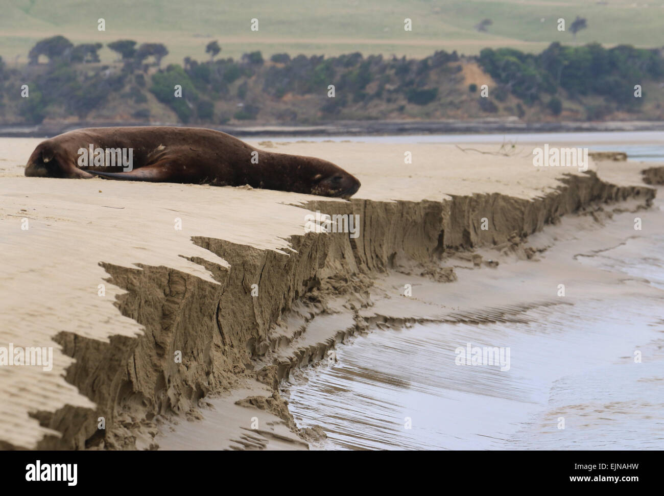Nuova Zelanda Sea Lion, Hooker's sea lion su erodendo la spiaggia di sabbia, Saurat Bay Nuova Zelanda Foto Stock
