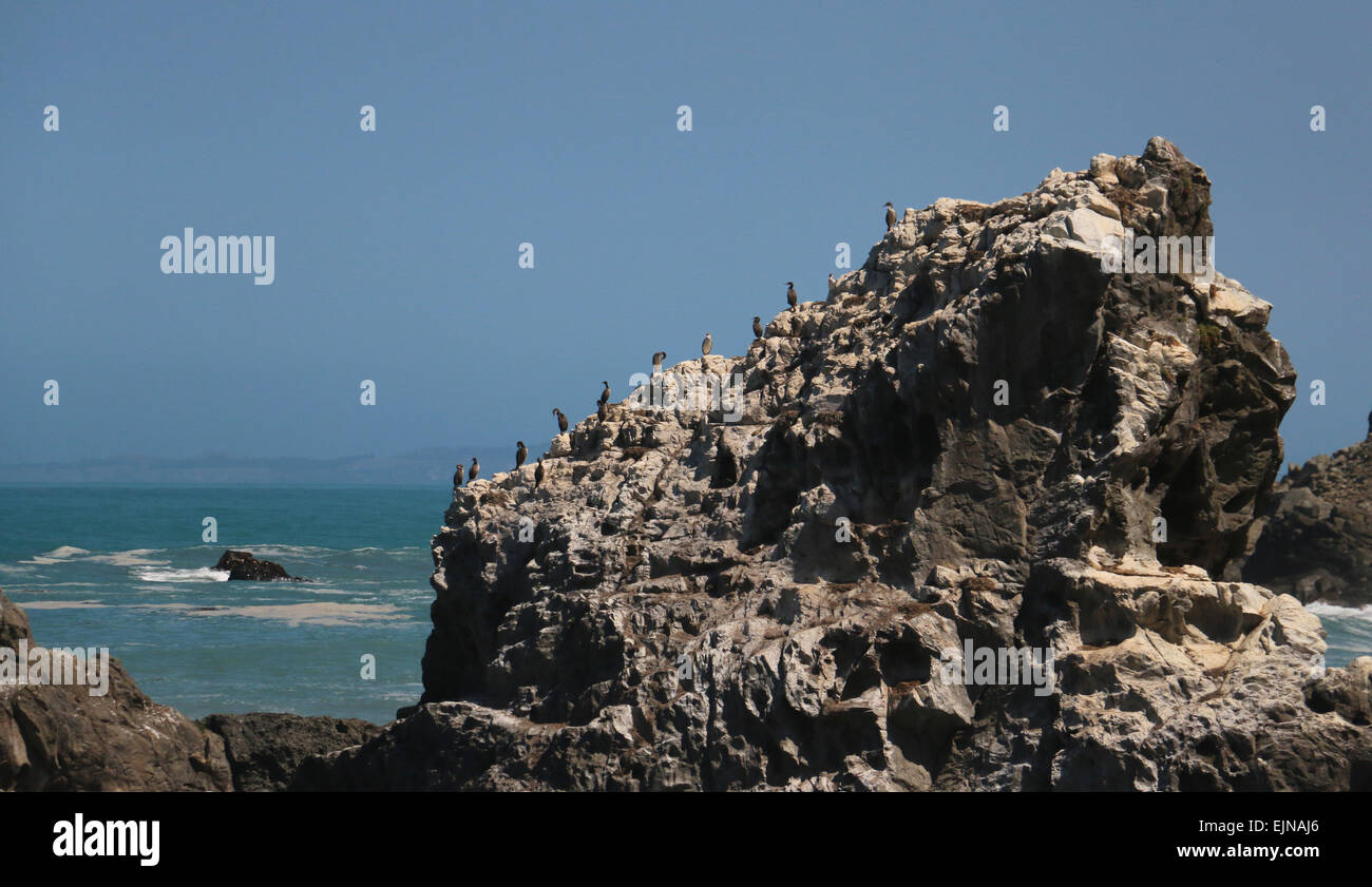 Pied Shag sulla scogliera sul mare Nuova Zelanda Foto Stock