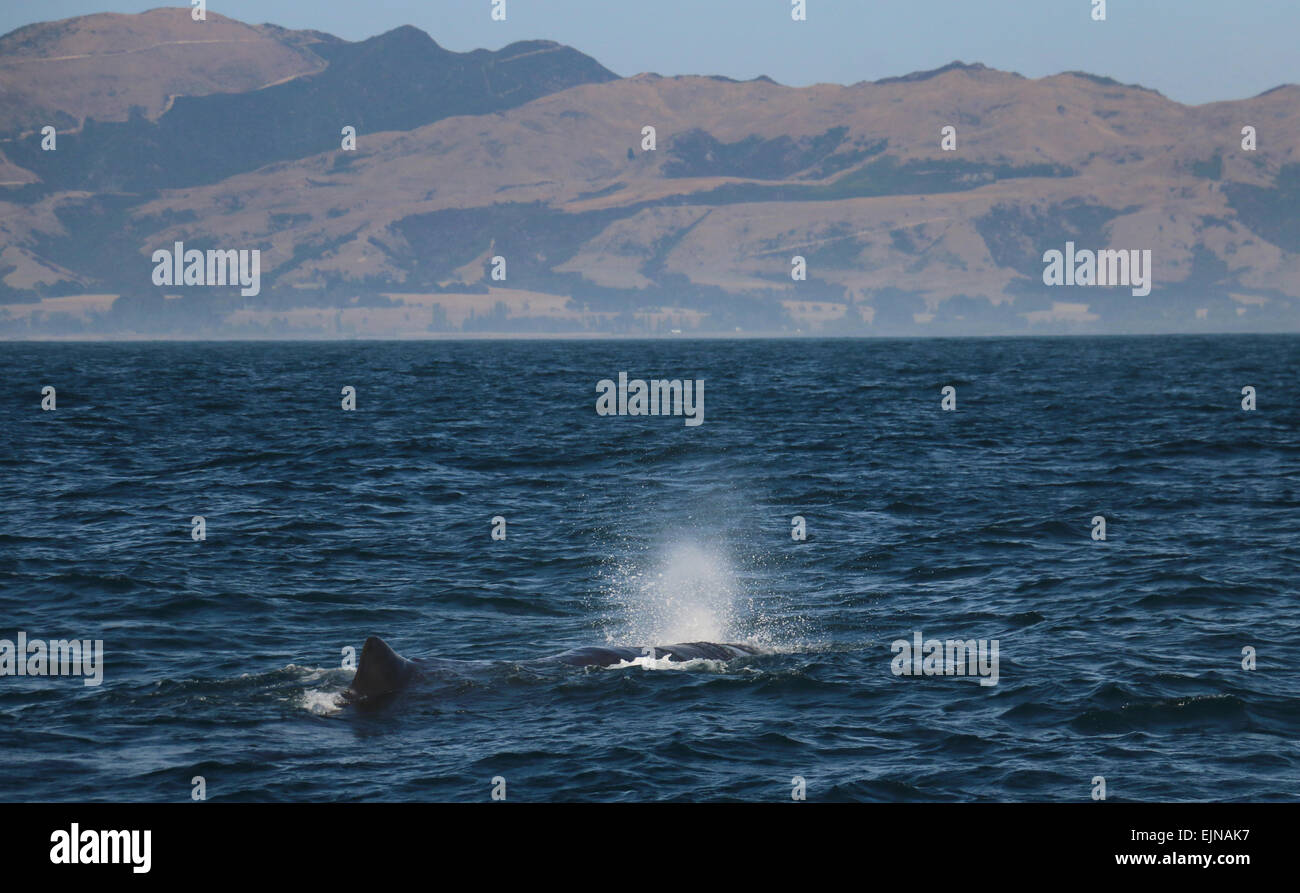 Sperma balena Kaikoura coast Nuova Zelanda Foto Stock