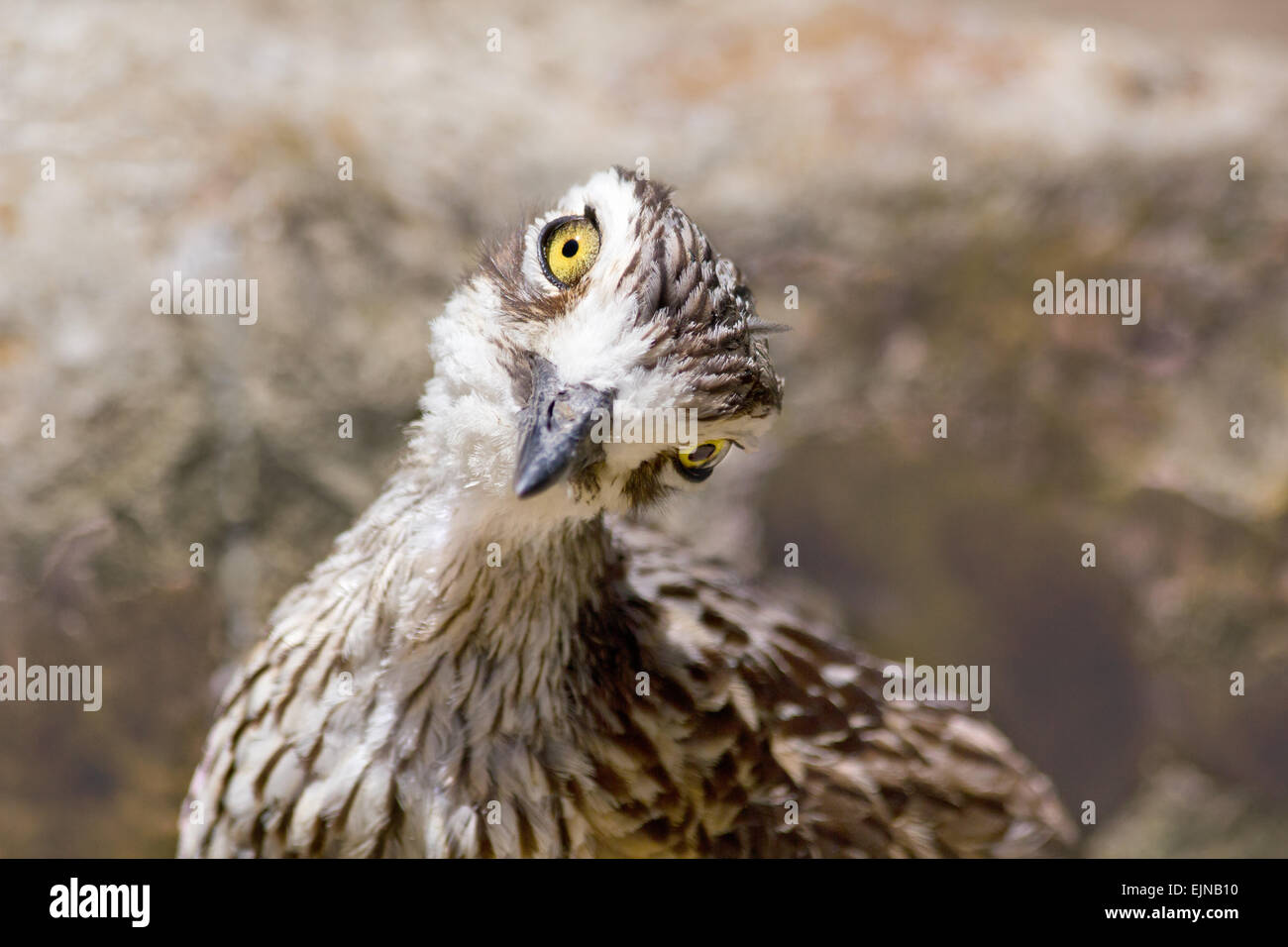 Boccola di pietra-curlew close-up Foto Stock