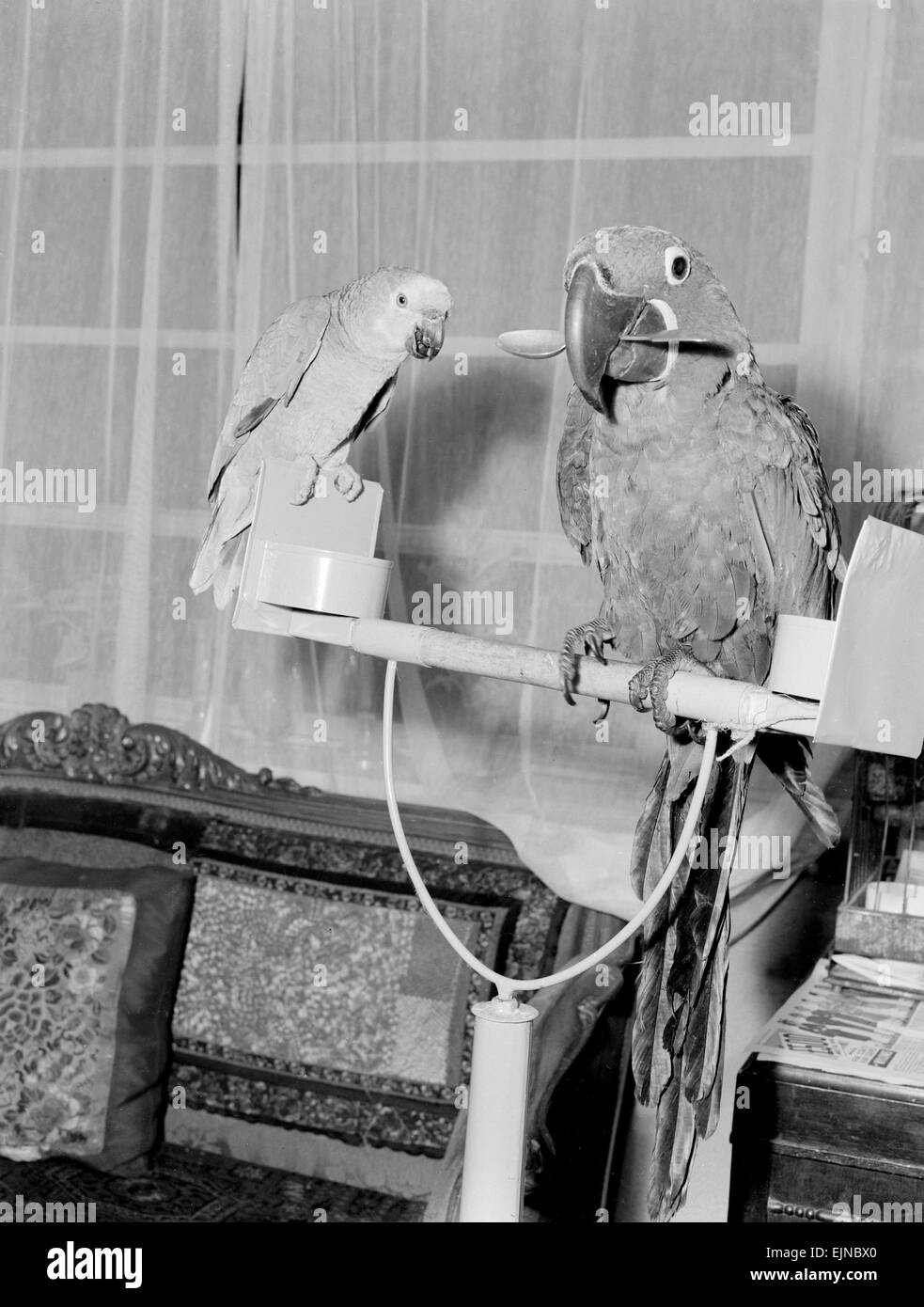 Pietro il 100 anno vecchio parrot preferisce mangiare con il cucchiaio, visto qui nella sua casa di Chelsea con un amico. 7 Novembre 1952.Caption locale *** watscan - - 21/01/2010 Foto Stock