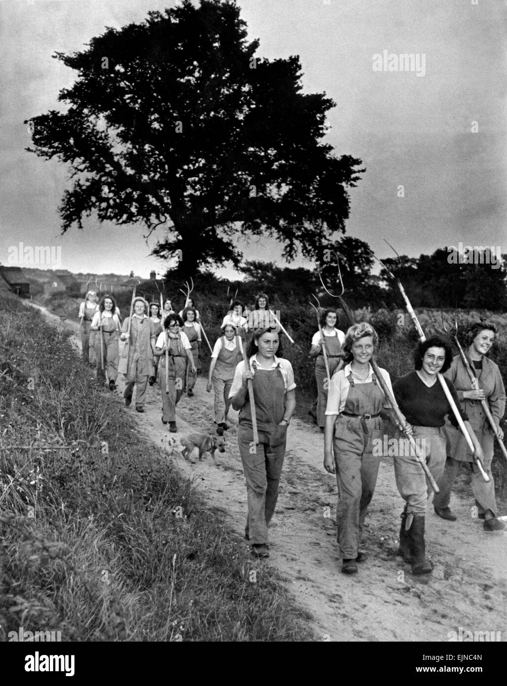 Le ragazze di terra sul loro modo home dal campo militare nella zona East Anglia le colture devono essere raccolte entro quattordici giorni circa 1942 Foto Stock