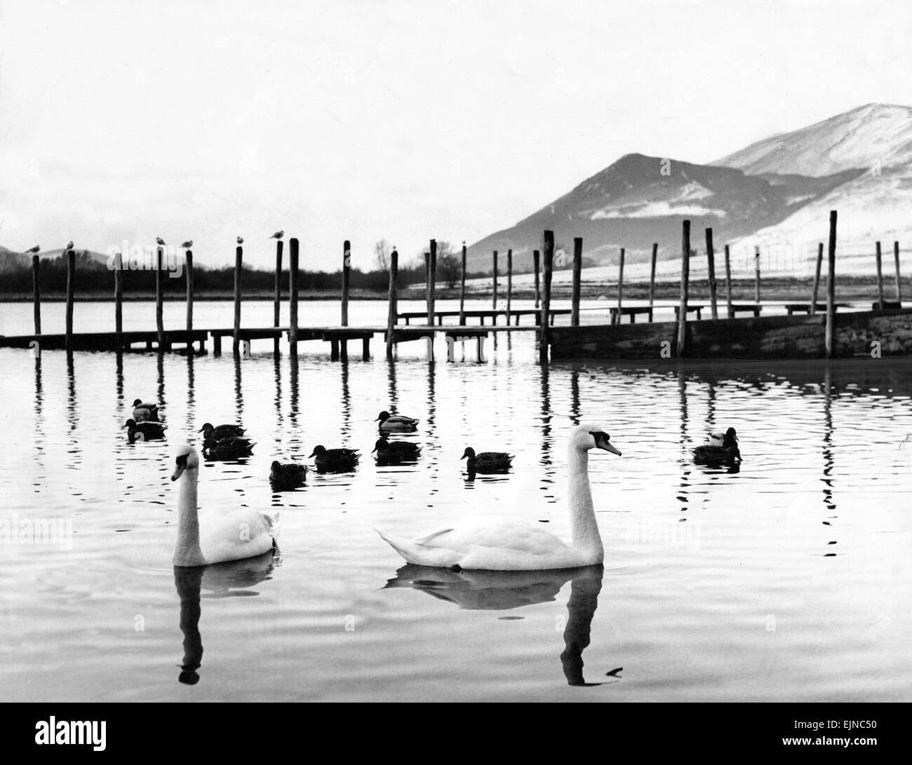 Lake District - Derwentwater - cigni e anatre nuotare intorno alla Barca Station 28 Gennaio 1965 Foto Stock