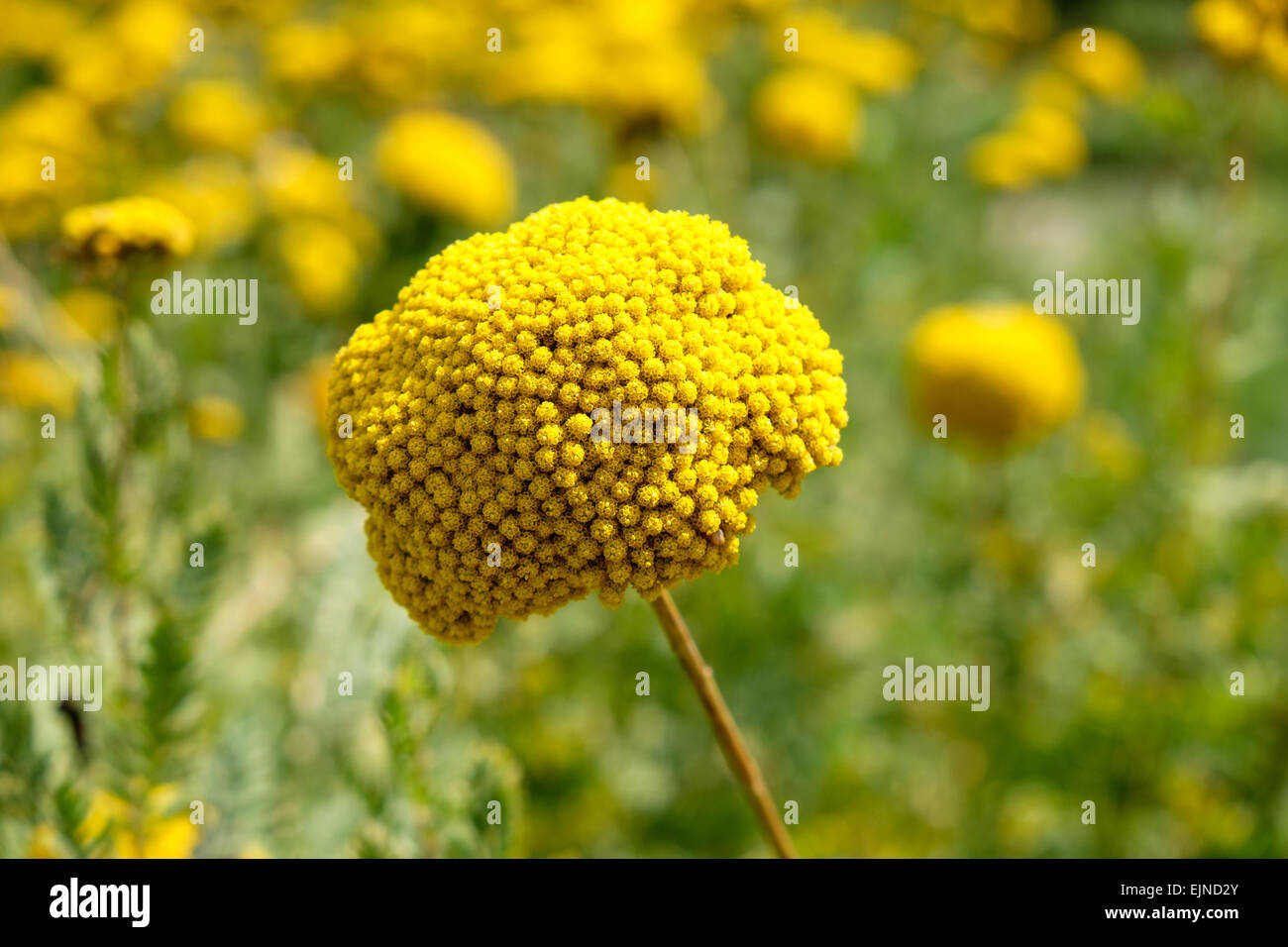 Achillea fiore nei vegetali e giardino fiorito presso Chateau de Chenonceau in Indre-et-Loire, Francia Foto Stock