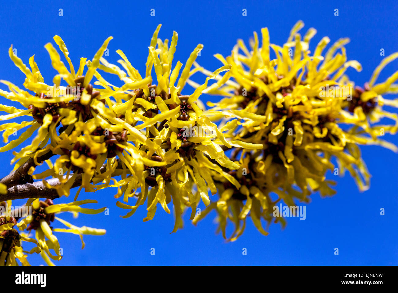 Arbusti da fiore invernali immagini e fotografie stock ad alta risoluzione  - Alamy