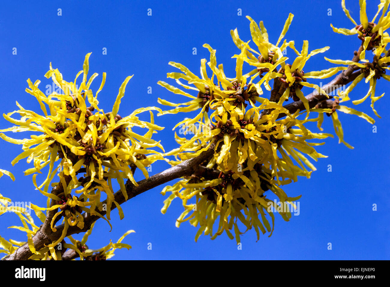 Witch Hazel inverno Hamamelis mollis fiori profumati Foto Stock