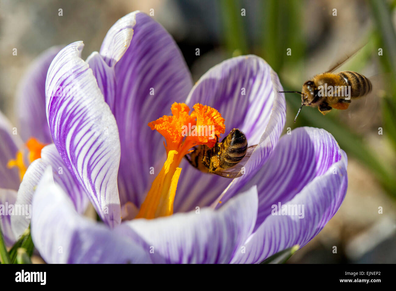 Crocus vernus "Pickwick' in fiore e bee Foto Stock