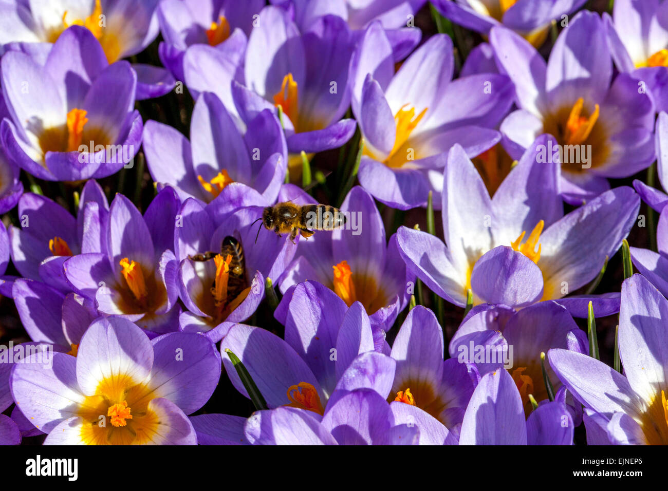 Bee battenti Crocus Sieberi tricolore di fiori Foto Stock