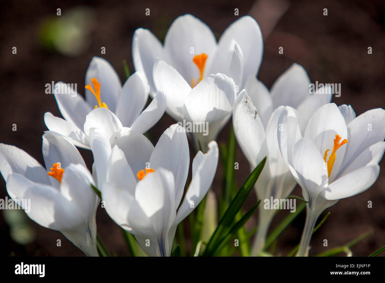Crocus bianco fiori Crocus Jeanne d'Arc Foto Stock