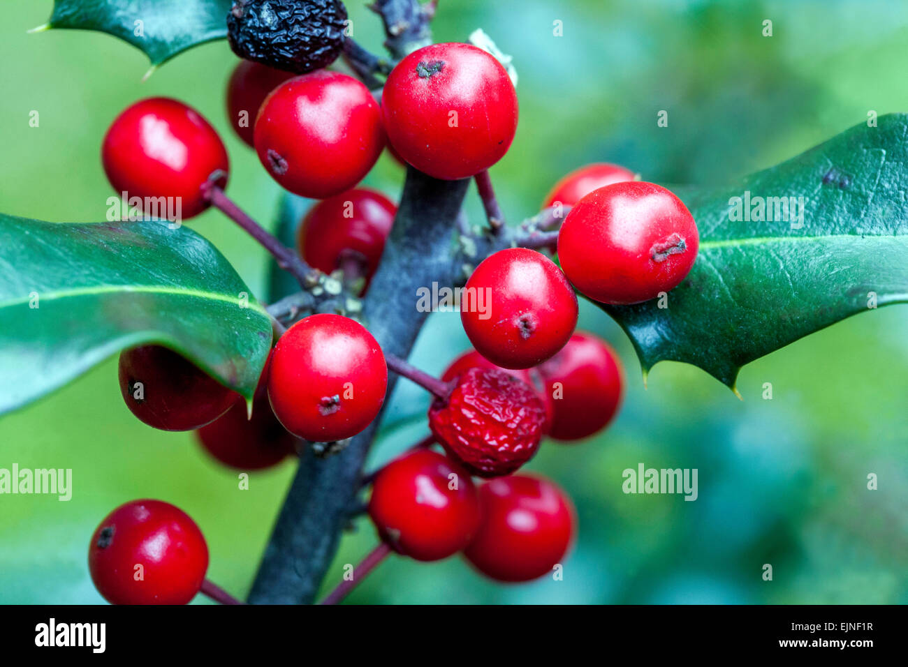 Ilex - bacche agrifoglio Ilex aquifolium Foto Stock