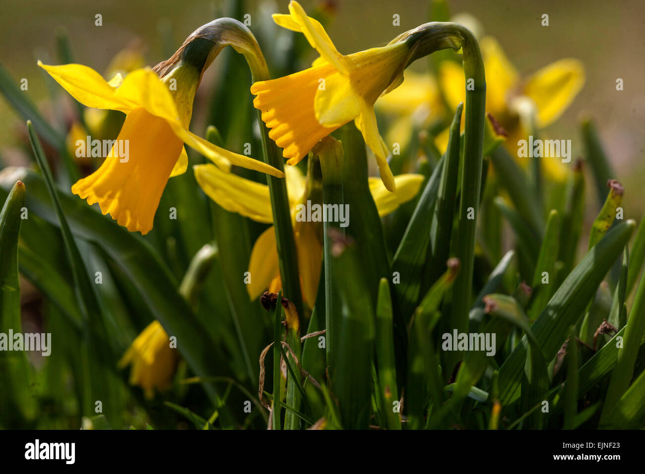 Giallo Daffodils giardino primavera prato Narcissus Foto Stock
