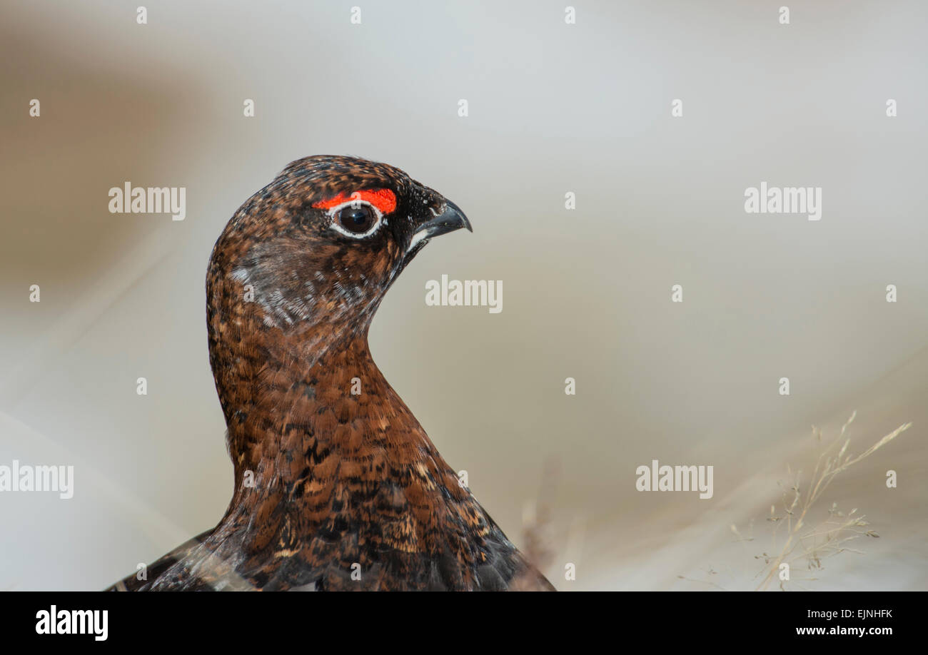 Red Grouse (Lagopus lagopus scotica). La gara scozzese del salice gallo cedrone. Maschio adulto. Foto Stock