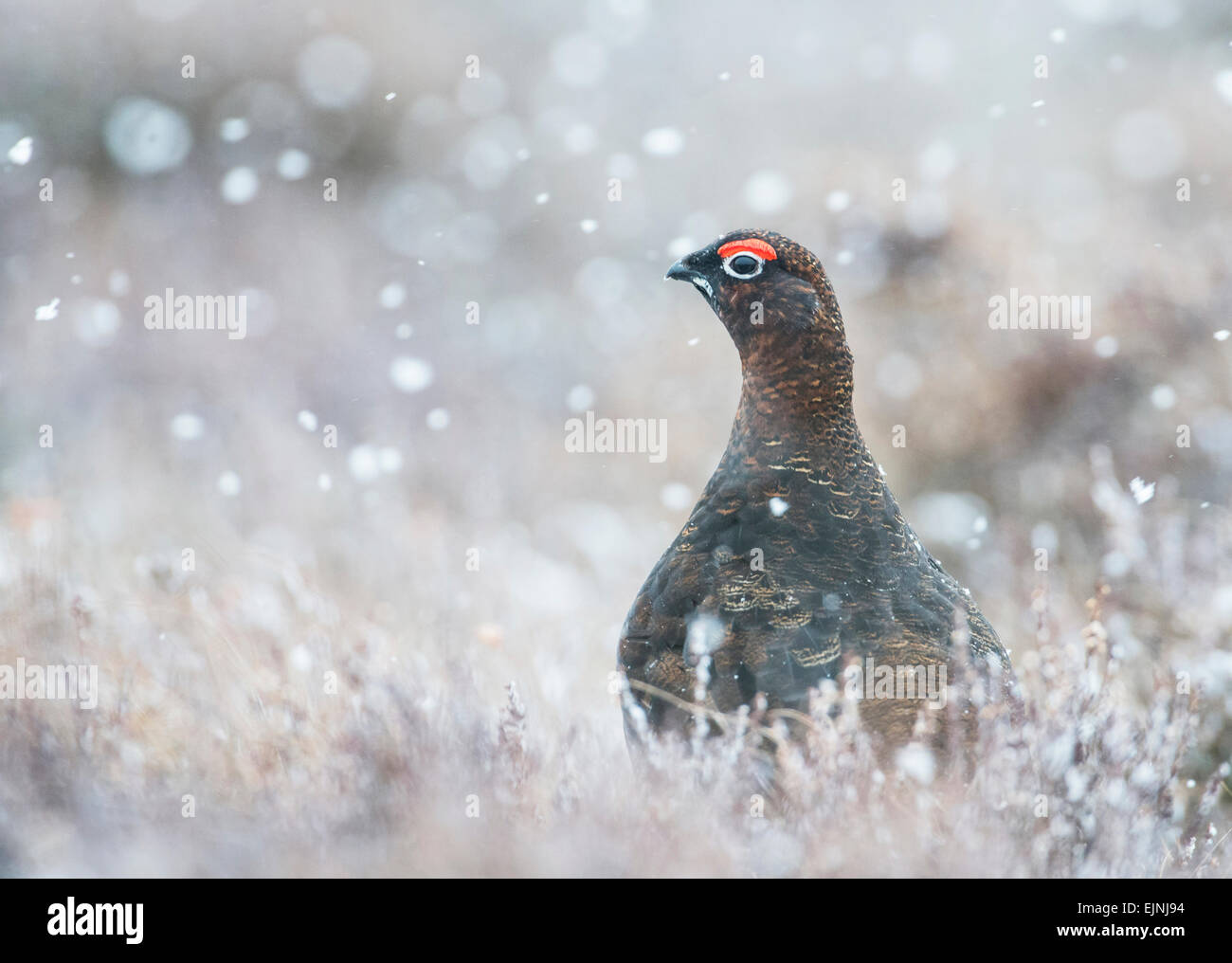 Red Grouse (Lagopus lagopus scotica). La gara scozzese del salice gallo cedrone. Maschio adulto fotografato durante una tempesta di neve. Foto Stock