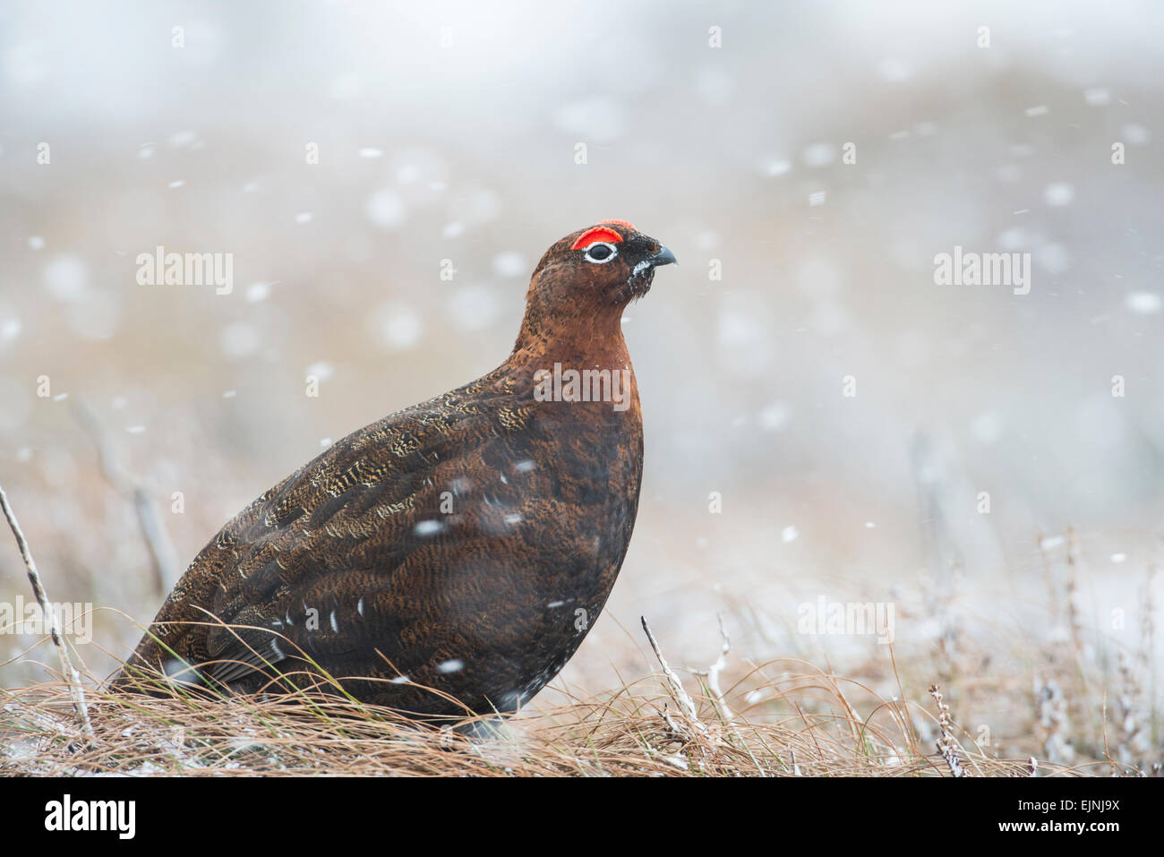 Red Grouse (Lagopus lagopus scotica). La gara scozzese del salice gallo cedrone. Maschio adulto fotografato durante una tempesta di neve. Foto Stock