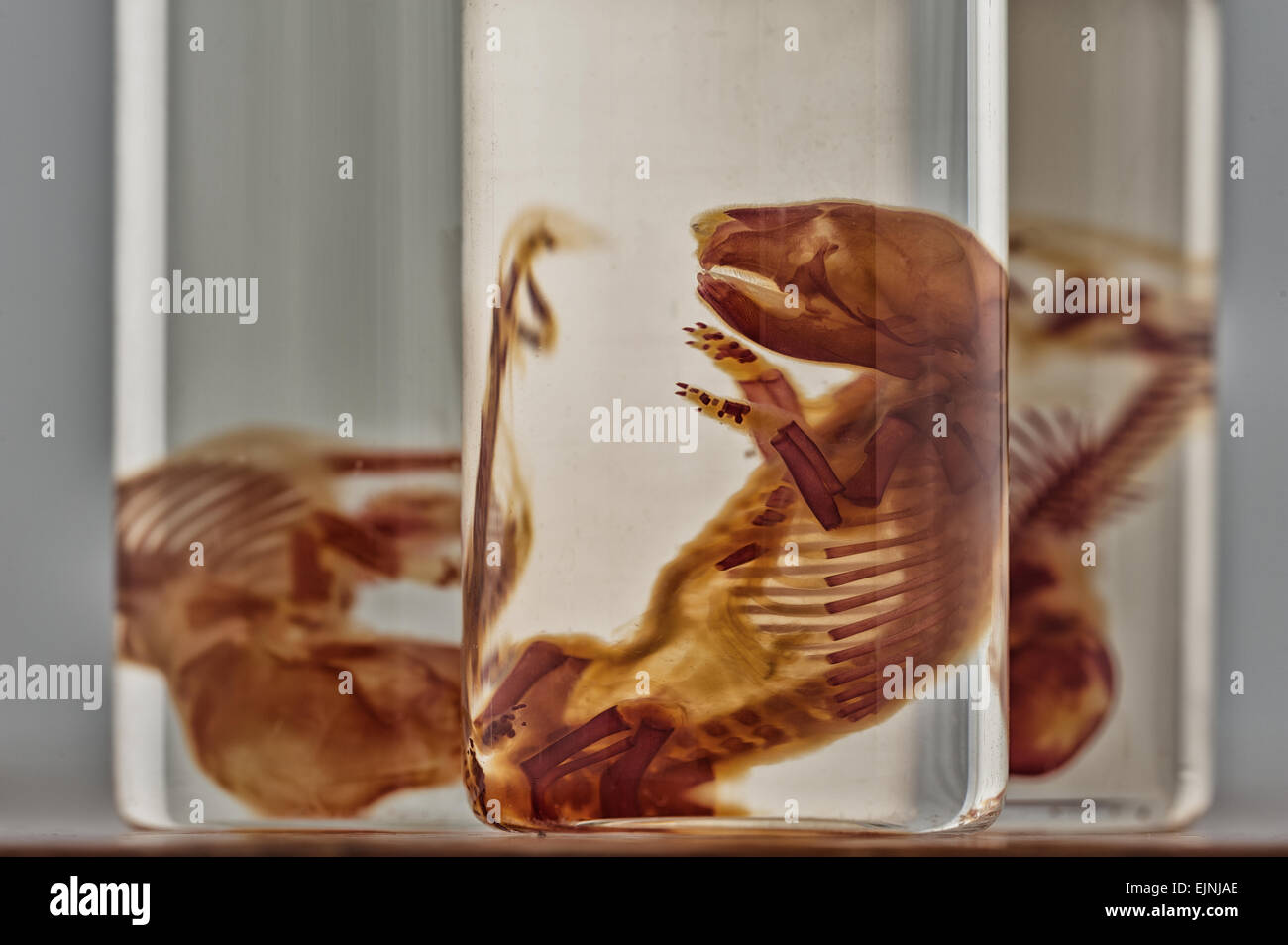 Curiosità scientifica conserve di feto di ratto esemplari in vasi di campione che mostra macchiati di scheletro di ossa e cartilagine sviluppando Foto Stock