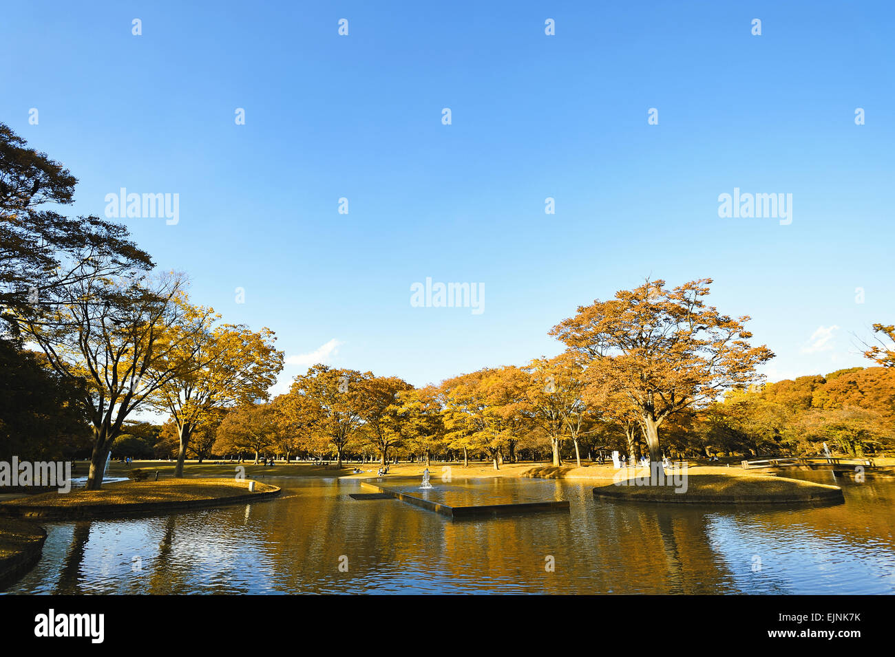 Autunno nel Parco Yoyogi Tokyo Giappone Foto Stock