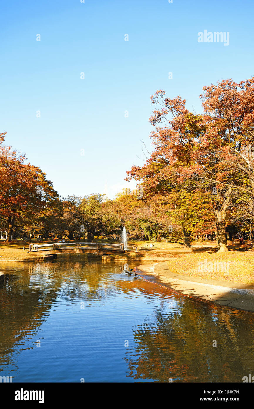 Autunno nel Parco Yoyogi Tokyo Giappone Foto Stock