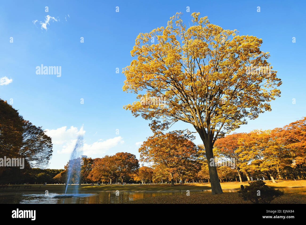 Autunno nel Parco Yoyogi Tokyo Giappone Foto Stock