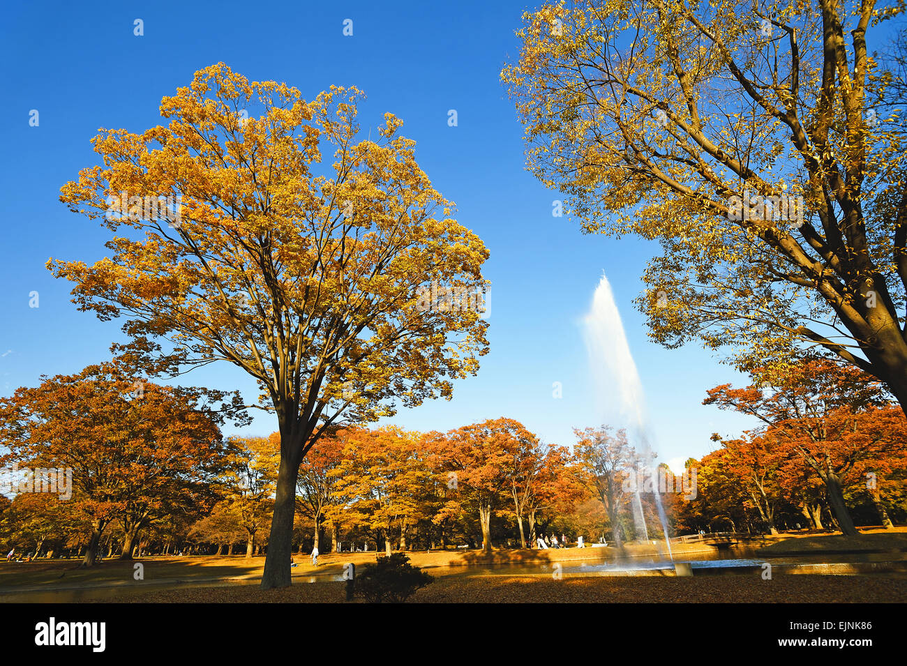 Autunno nel Parco Yoyogi Tokyo Giappone Foto Stock