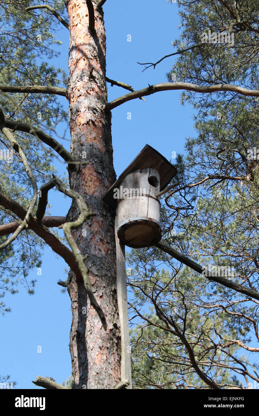 Cilindro in legno forma birdhouse con tetto su pine Foto Stock
