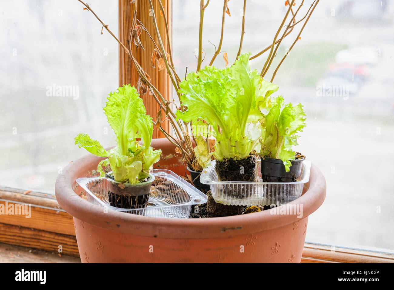 Insalata di riciclaggio in plastica riciclata vassoi Foto Stock