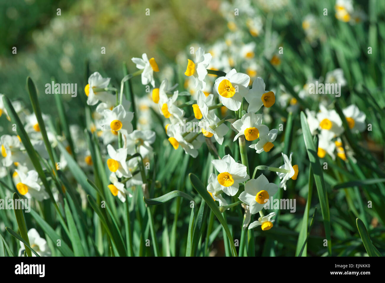 Narciso Foto Stock