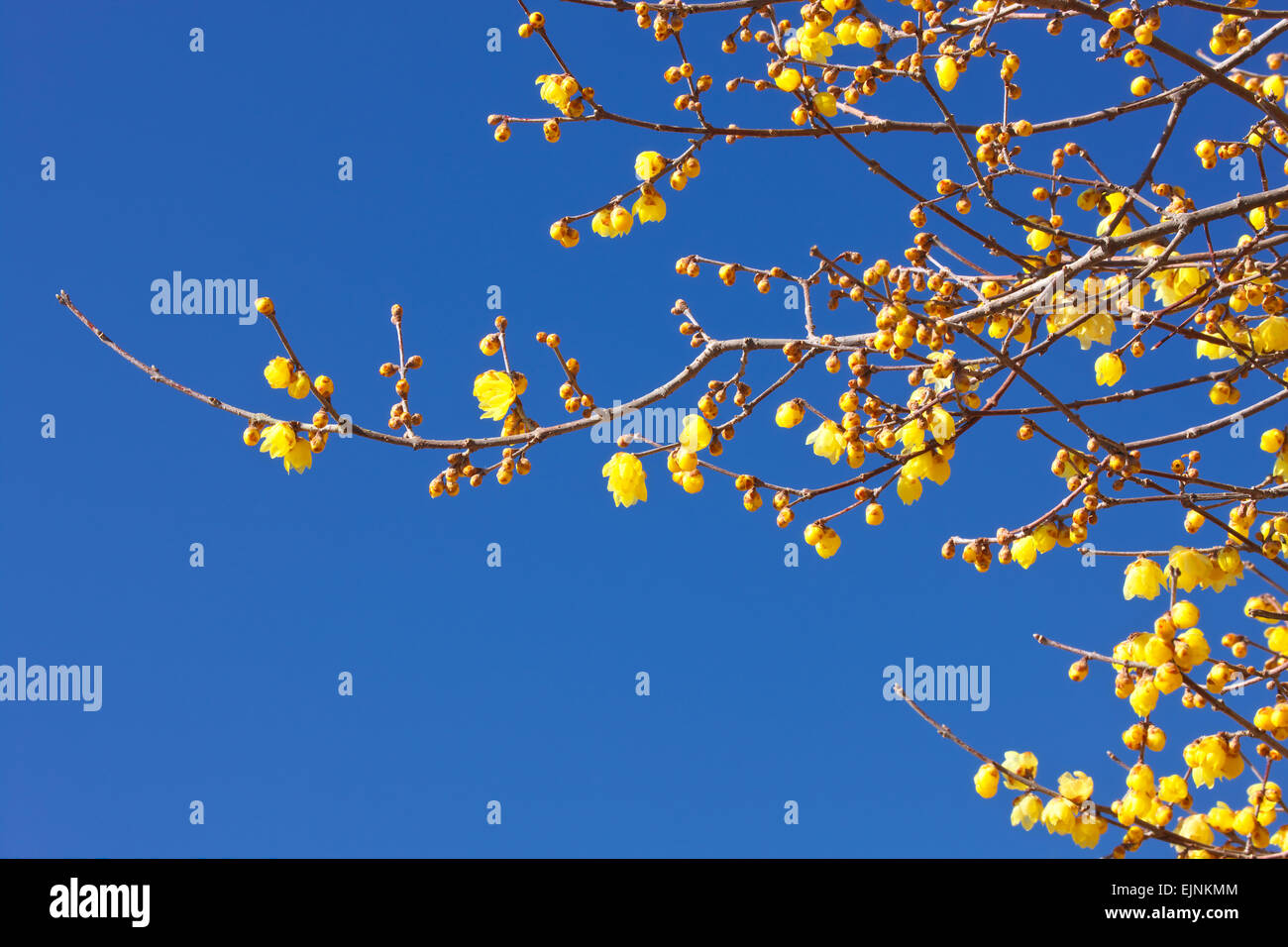 Wintersweet Foto Stock