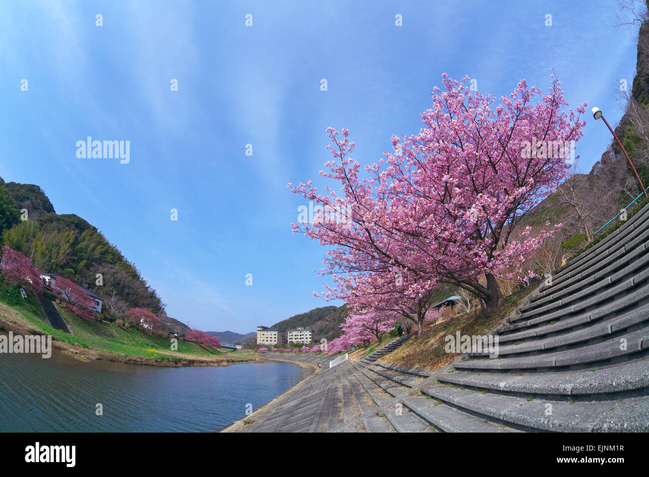 Fiori di ciliegio Foto Stock