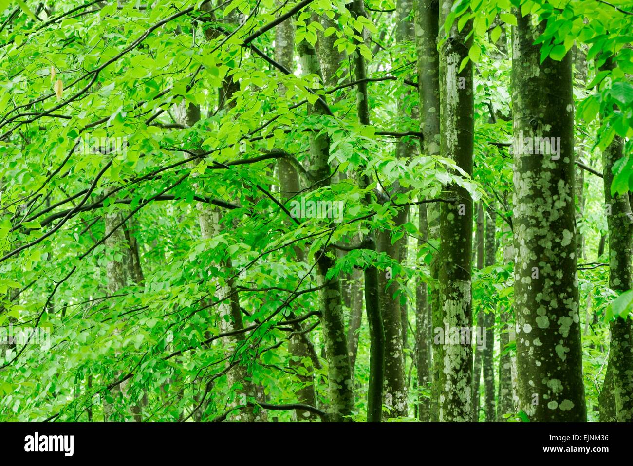 Nel verde Foto Stock