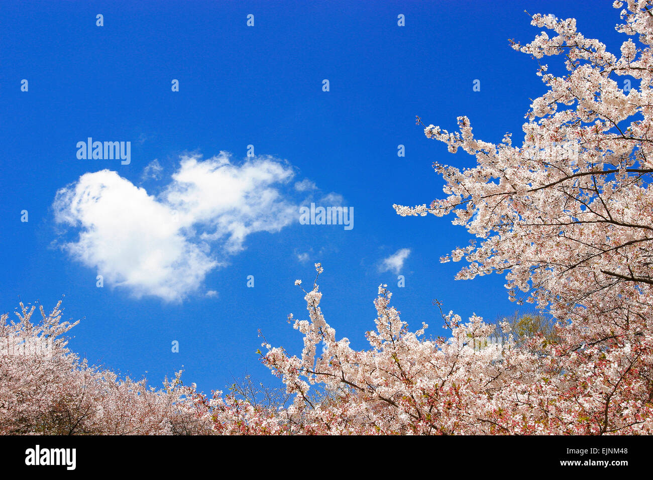 Fiori di ciliegio Foto Stock