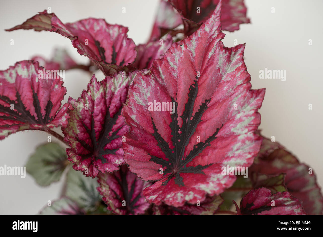 Begonia Foto Stock