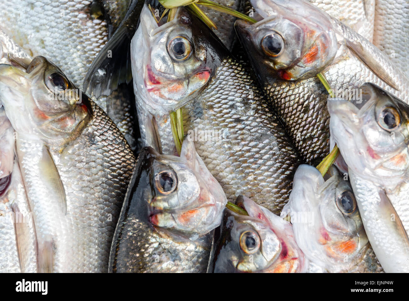 Vista ingrandita dei pesci pescati in un mercato di Iquitos, Perù nella foresta amazzonica Foto Stock