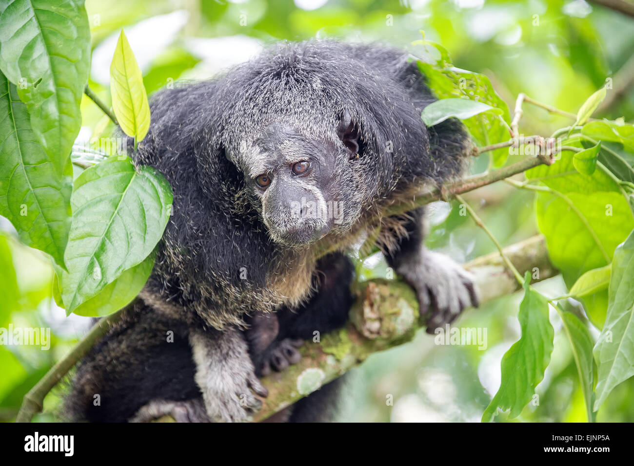 Amazon rainforest monkey species immagini e fotografie stock ad alta  risoluzione - Alamy