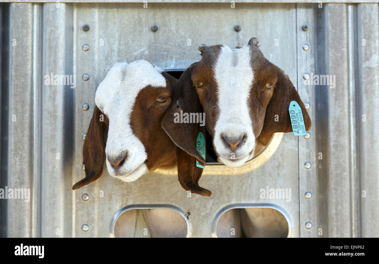Facce di due capre con loro marrone e bianco capi spinto attraverso il piccolo foro Foto Stock
