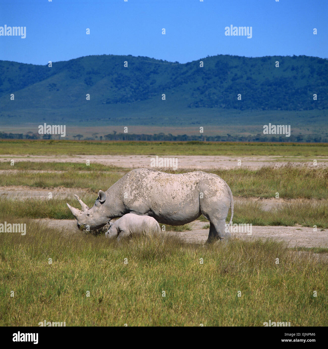 Rinoceronti Foto Stock