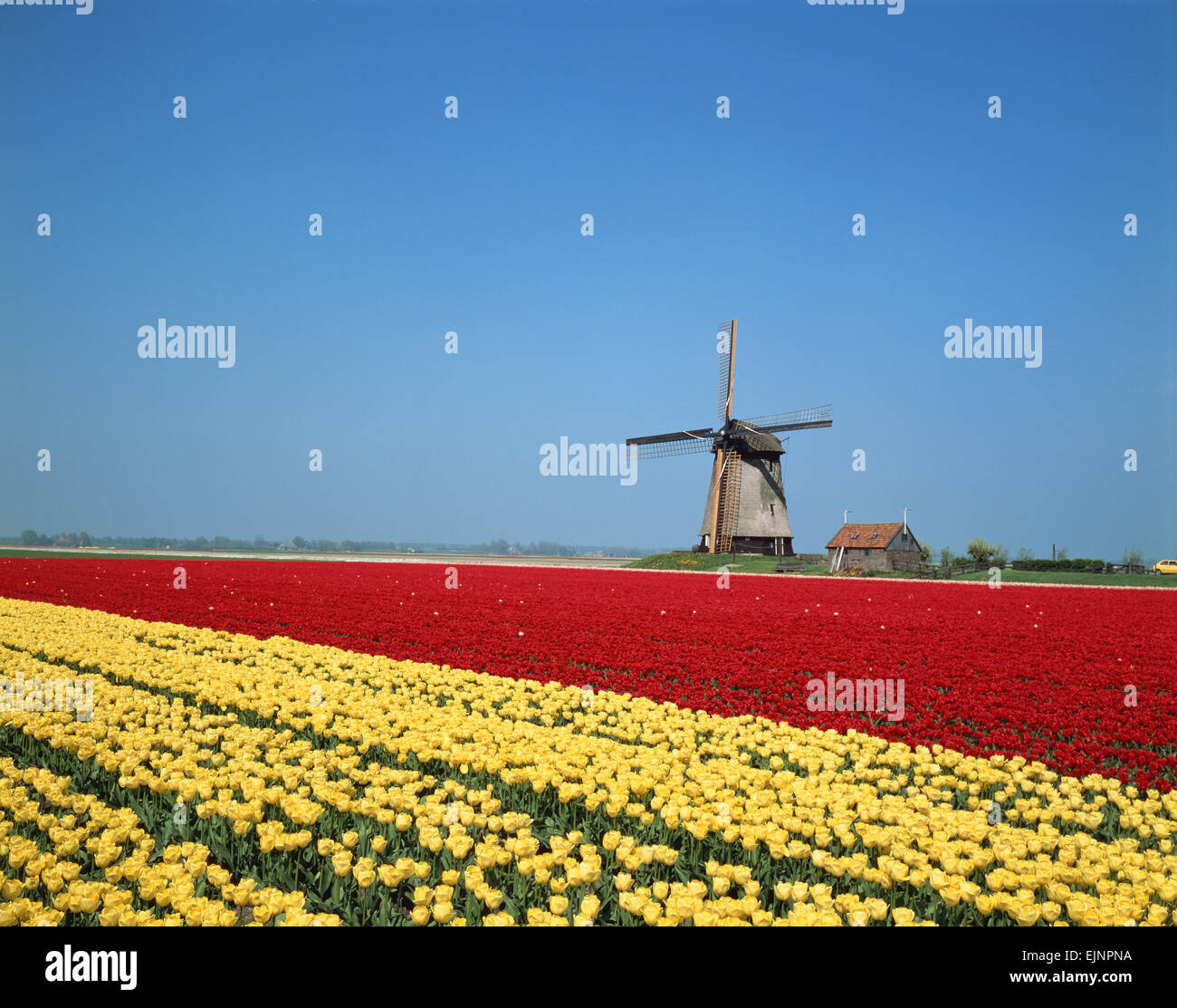 Paesi Bassi Foto Stock