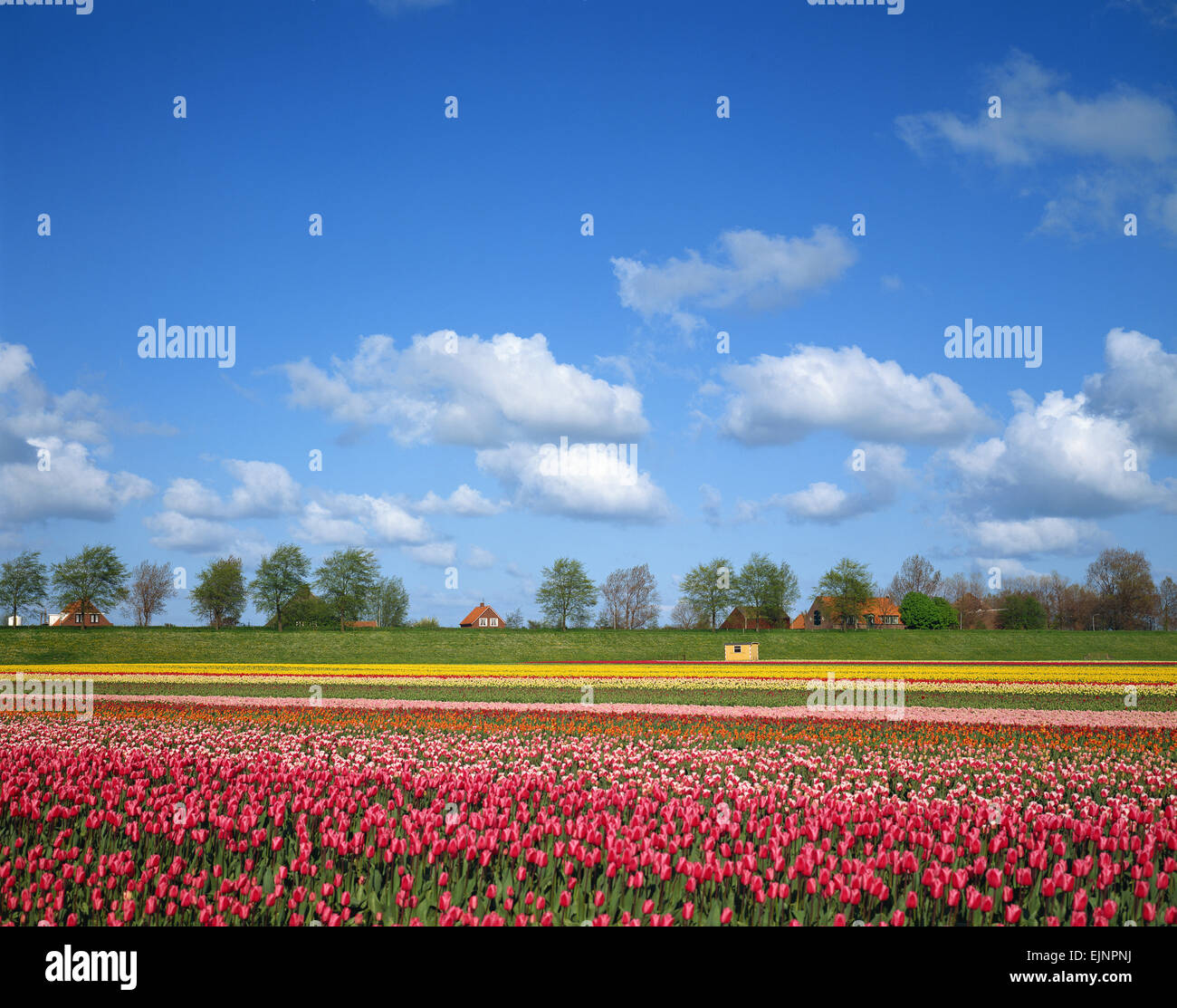 Paesi Bassi Foto Stock