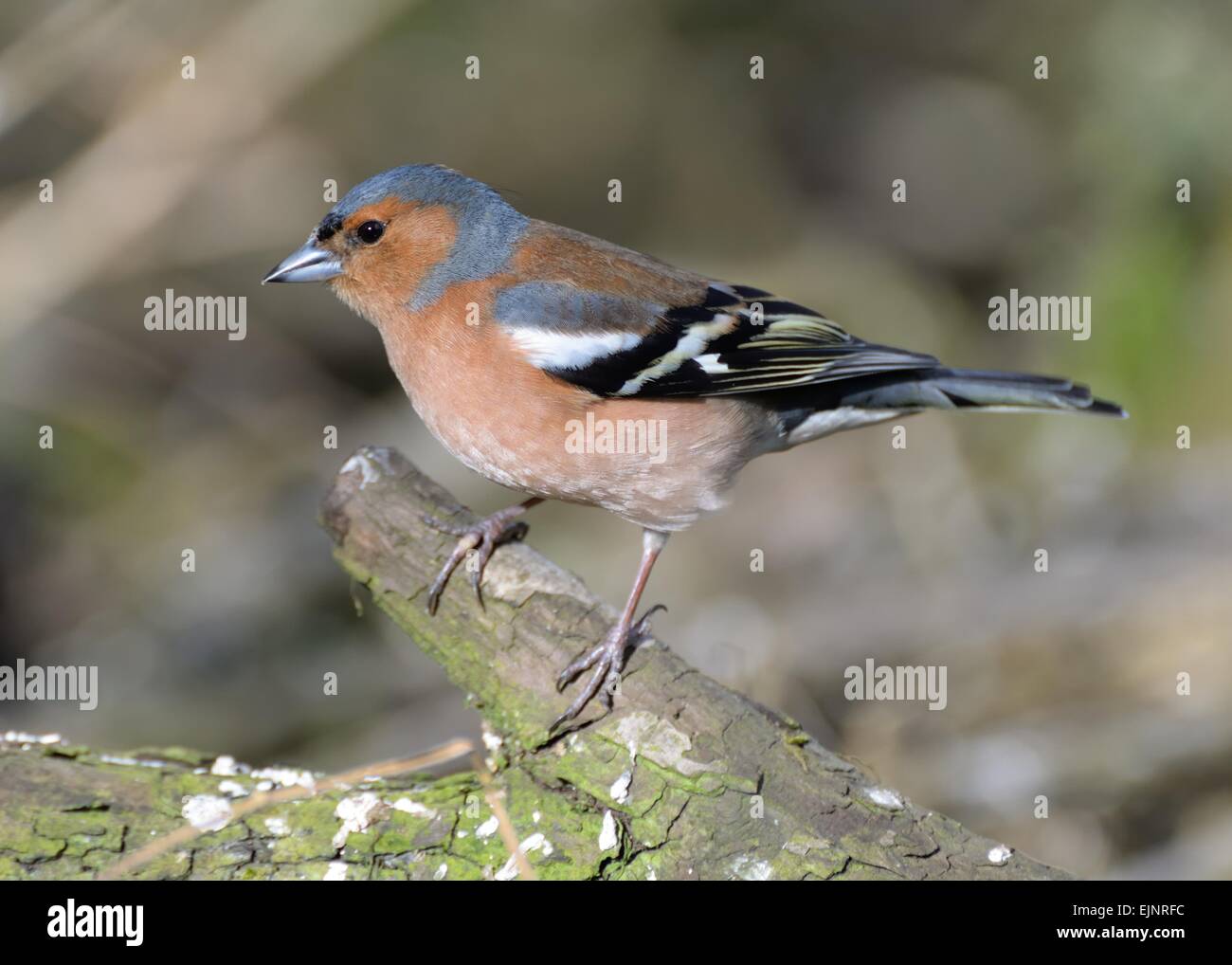 Maschio Chaffinch (coelebs Fringilla) su ramo rotto. Foto Stock
