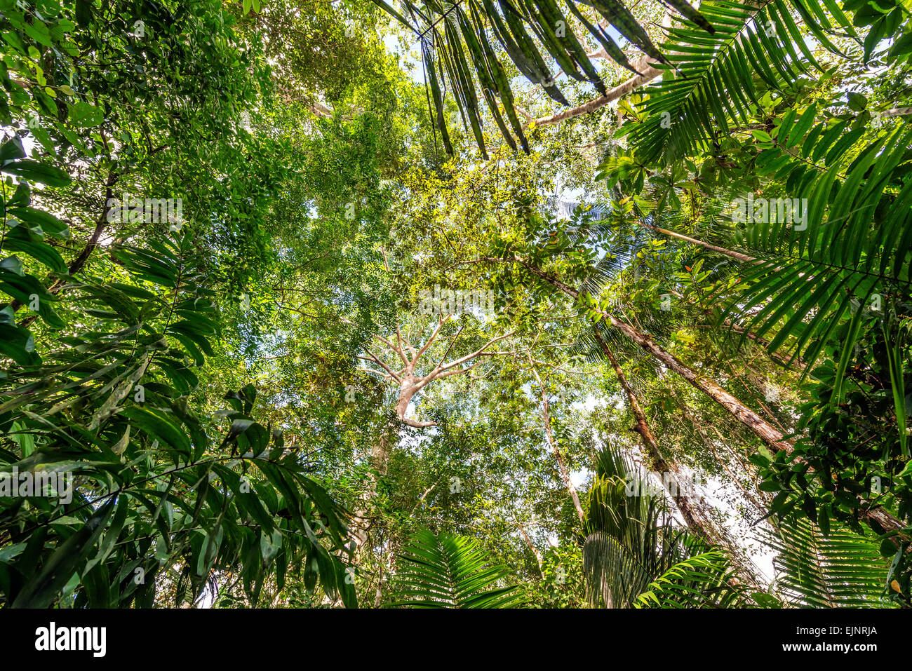 Vista del lussureggiante denso baldacchino verde della foresta pluviale amazzonica vicino a Iquitos, Perù Foto Stock