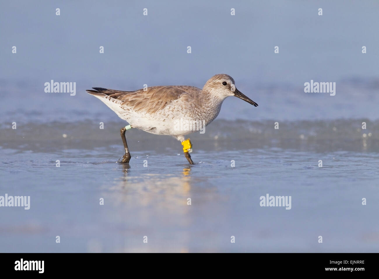 Nodo rosso (Calidris canutus) singolo uccello indossando le bande di uccelli, camminando sulla battigia in acqua, Florida, Stati Uniti d'America Foto Stock