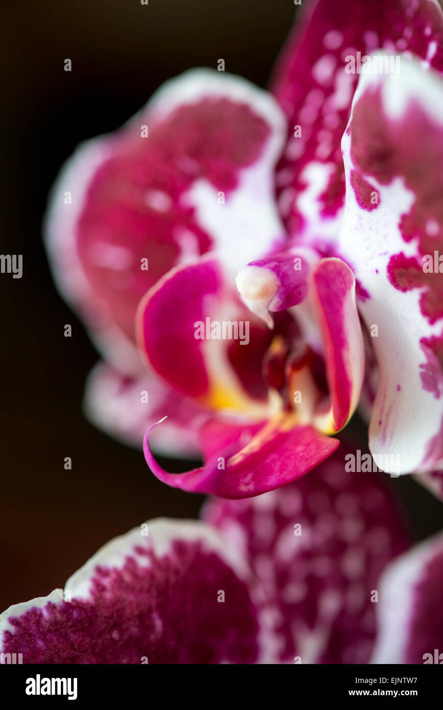 Phalaenopsis orchid con marcature in grassetto, un unico fiore nel vicino. Foto Stock