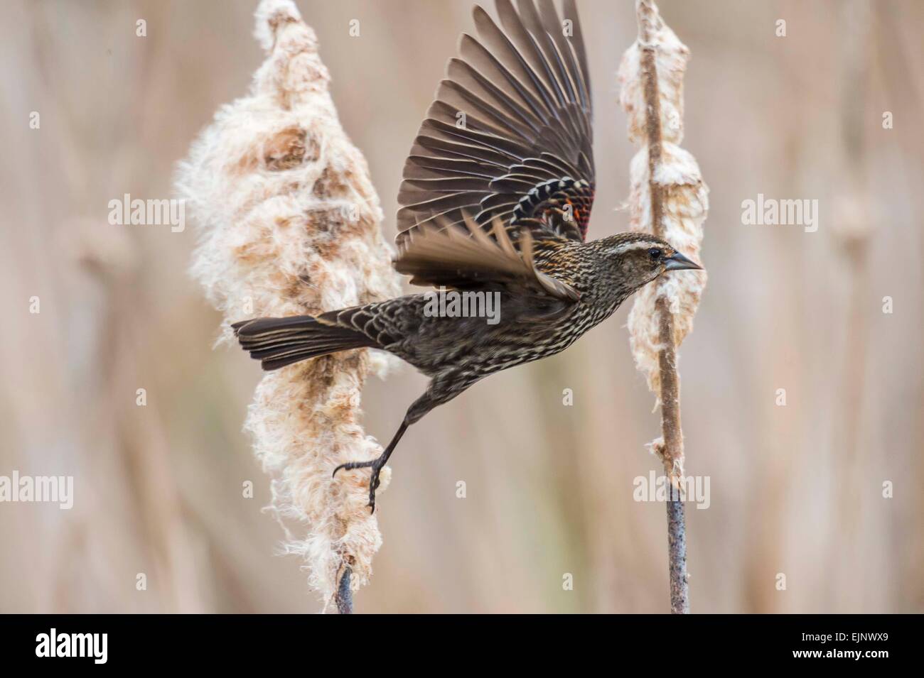 Rosso-winged Blackbird Foto Stock