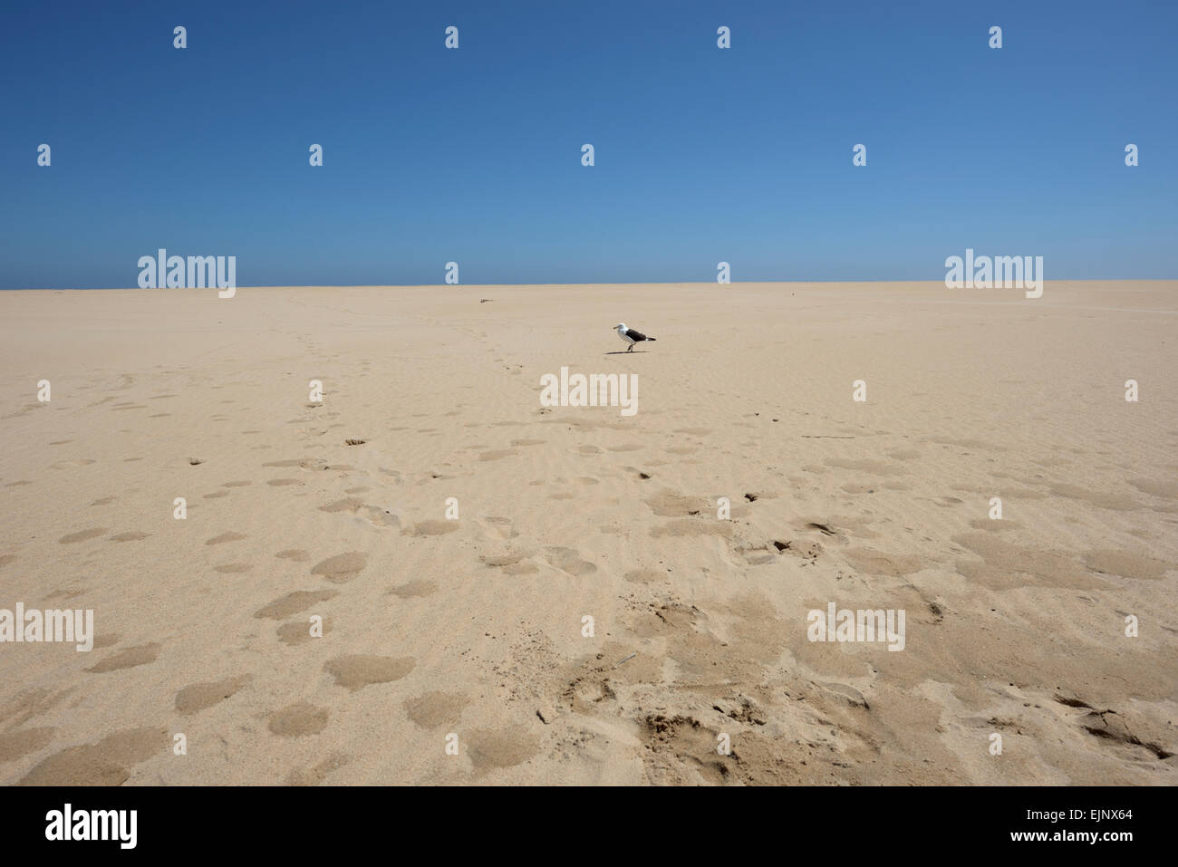 Seagull ad una spiaggia sabbiosa, Sud Africa Foto Stock