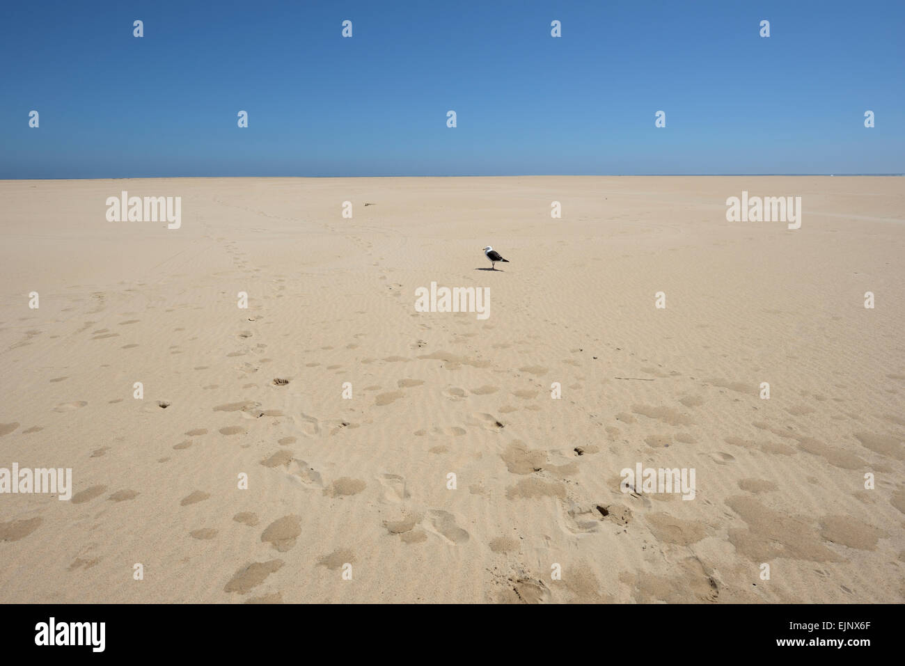 Seagull ad una spiaggia sabbiosa, Sud Africa Foto Stock